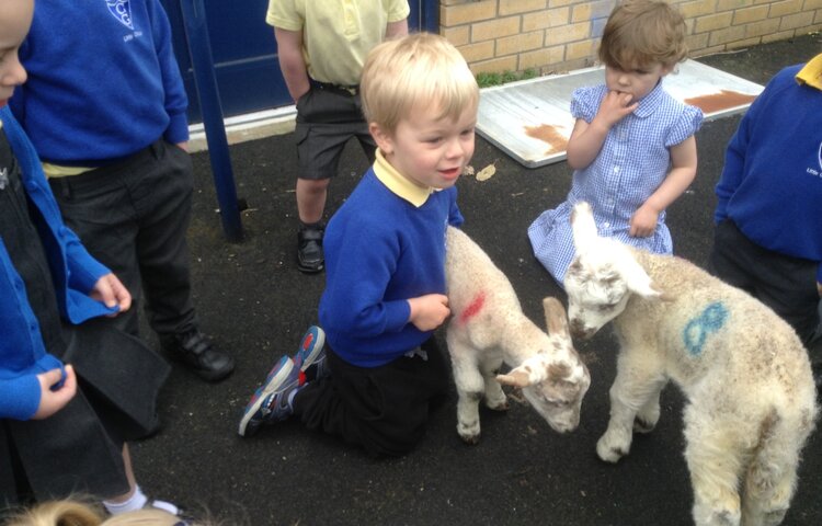 Image of Spring lambs